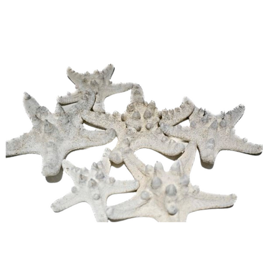 RHINO STARFISH