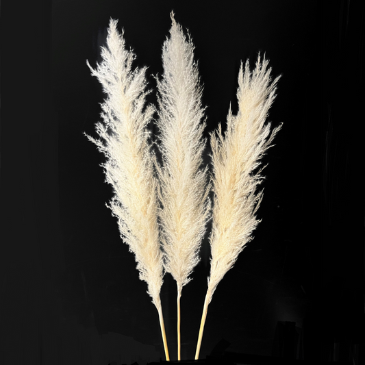 Pampas Grass 45”