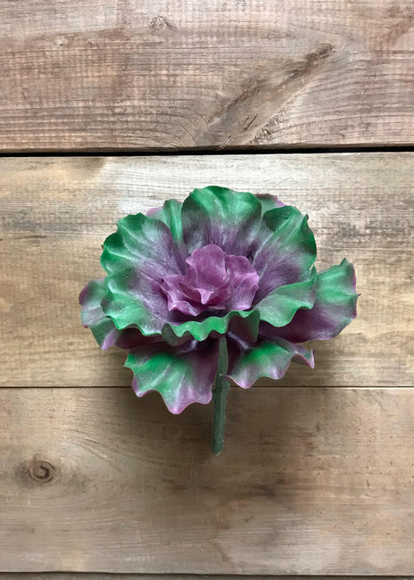 Pick PURPLE GREEN CURLY ECHEVERIA