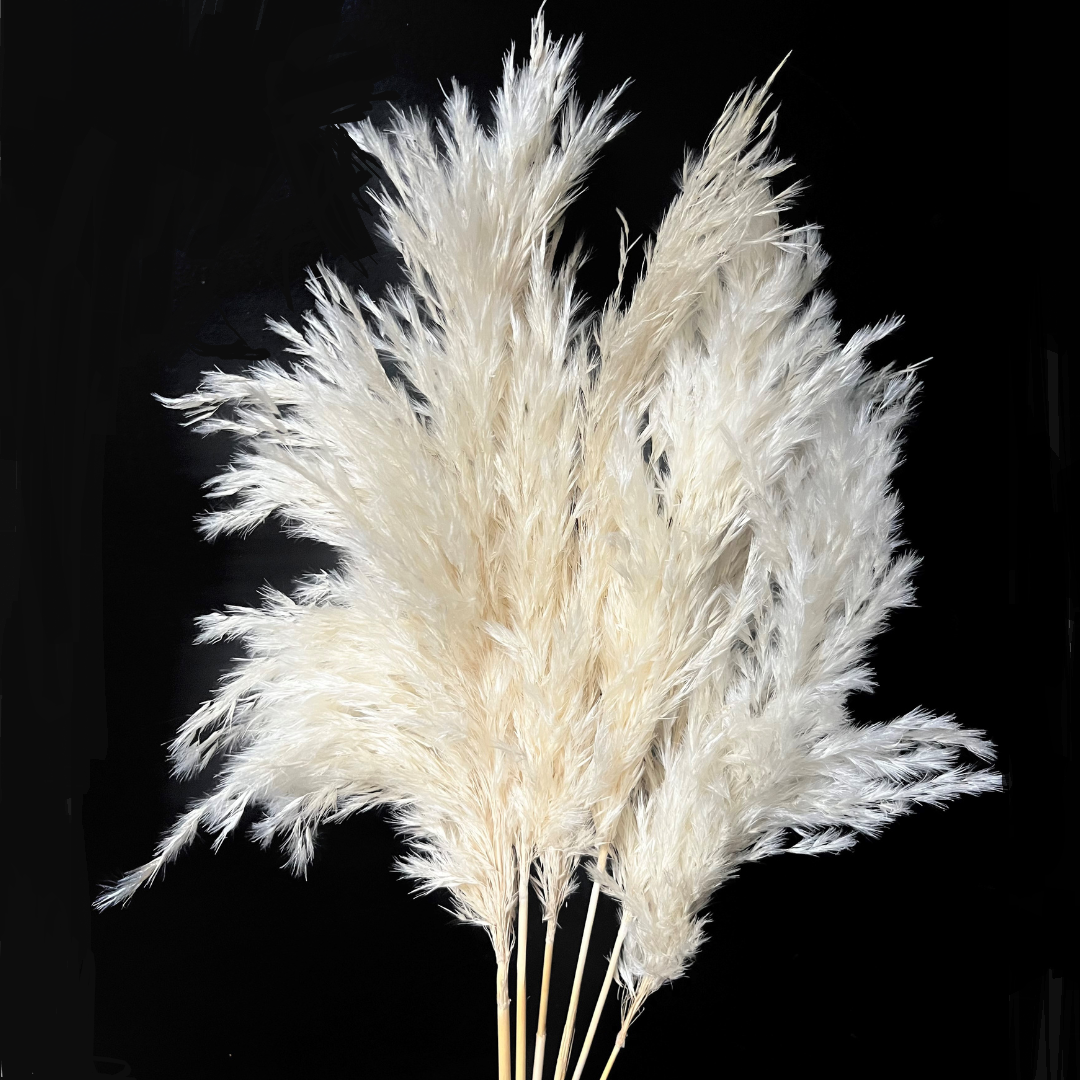 Pampas Grass 30”