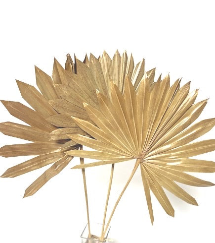 KING PALM SUN